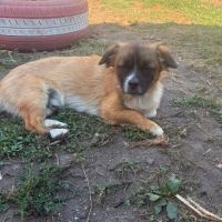 Peki sauvé de l'euthanasie en roumanie
