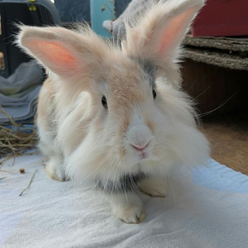 Pepsy - lapin femelle #2