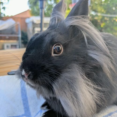 Pepsy - lapin femelle #3