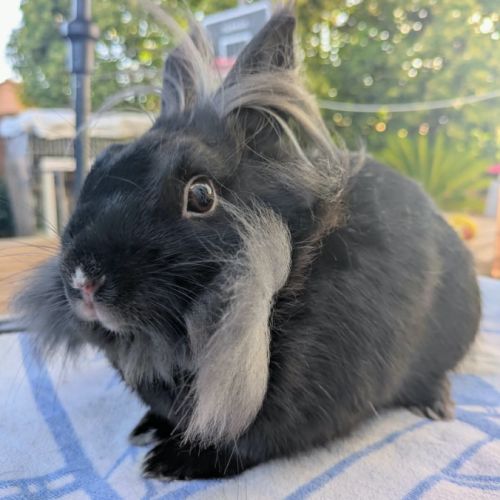 Pepsy - lapin femelle #5