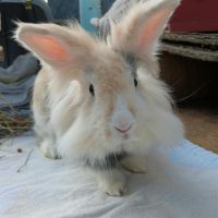 Pepsy - lapin femelle #2