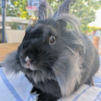 Pepsy - lapin femelle