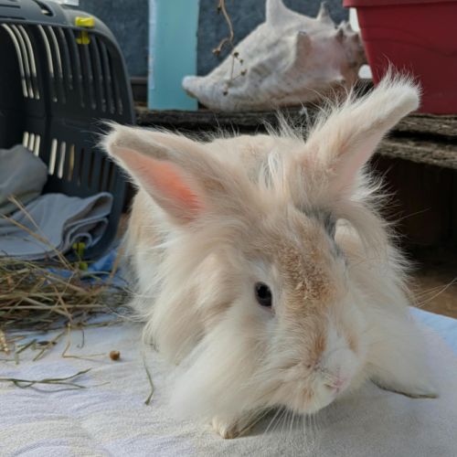 Lovely - lapin femelle #1