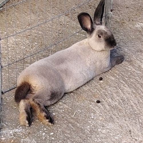 Snowball - lapin mâle #1
