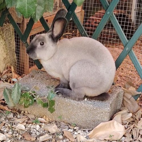 Snowball - lapin mâle #0