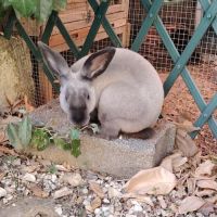 Snowball - lapin mâle #2