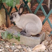 Snowball - lapin mâle