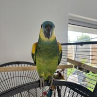Amazone à front bleu #1