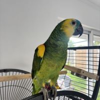 Amazone à front bleu