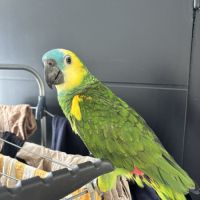 Amazone à front bleu #3