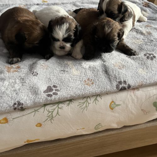 Chiots shih tzu #1