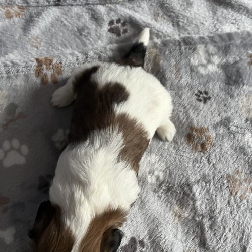 Chiots shih tzu #2