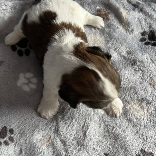 Chiots shih tzu #3