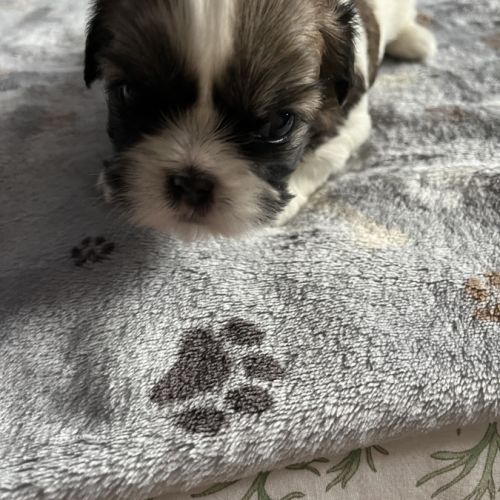 Chiots shih tzu #4