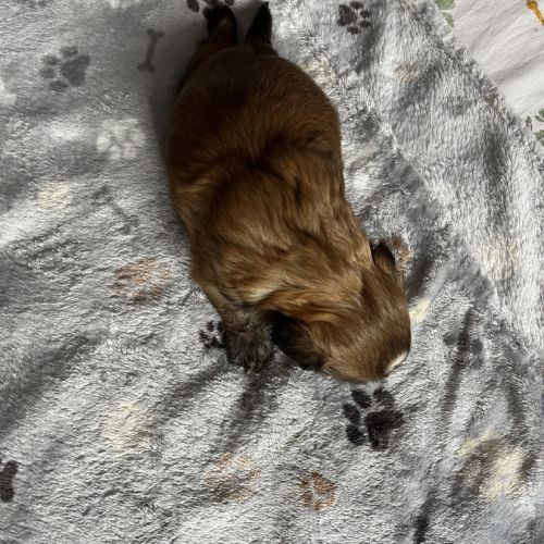 Chiots shih tzu #5