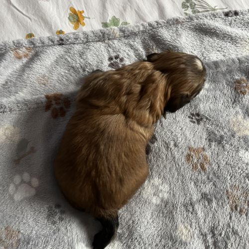 Chiots shih tzu #7