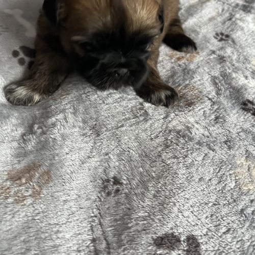 Chiots shih tzu