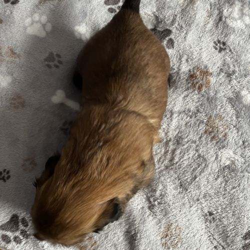 Chiots shih tzu #9