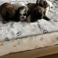 Chiots shih tzu #1
