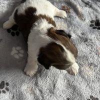 Chiots shih tzu #3