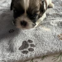 Chiots shih tzu #4