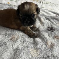 Chiots shih tzu #6