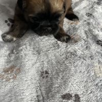 Chiots shih tzu #0