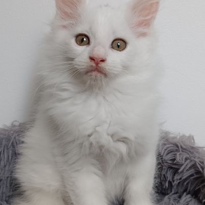 Chaton maine coon #1
