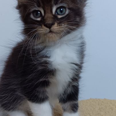 Chaton maine coon #3