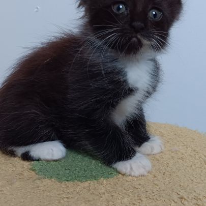 Chaton maine coon #4