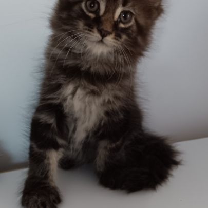 Chaton maine coon