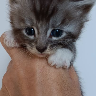 Chaton maine coon #7