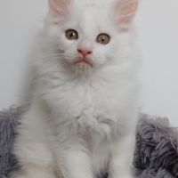 Chaton maine coon #1