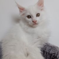 Chaton maine coon #2