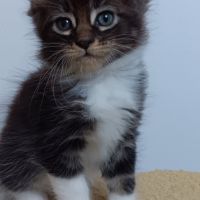 Chaton maine coon #3