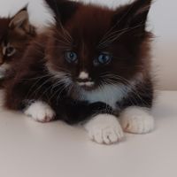 Chaton maine coon #5