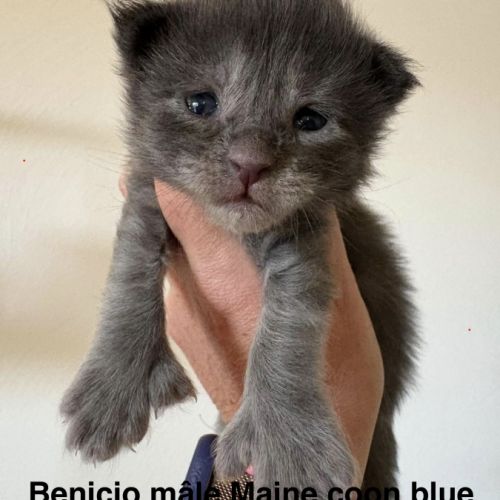 Magnifiques chatons maine coon #0