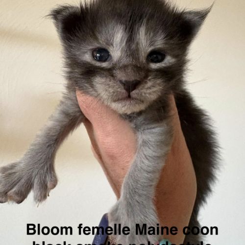 Magnifiques chatons maine coon #2