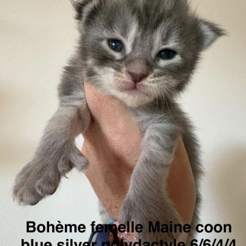Magnifiques chatons maine coon #3