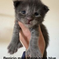 Magnifiques chatons maine coon