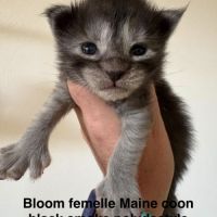 Magnifiques chatons maine coon #2