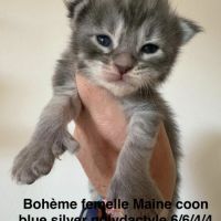 Magnifiques chatons maine coon #3