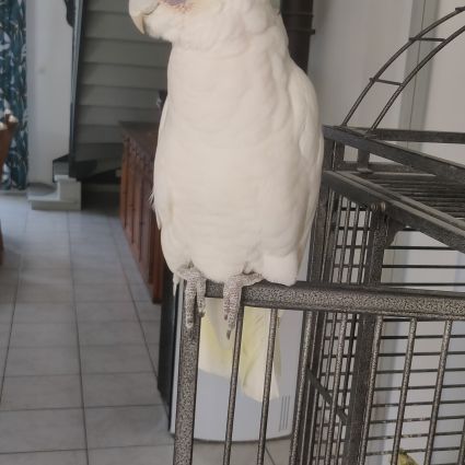 Cacatoès corella #2