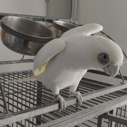 Cacatoès corella #0