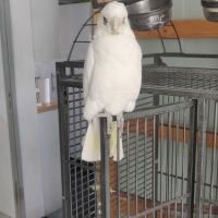 Cacatoès corella #1