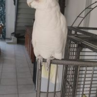 Cacatoès corella #2
