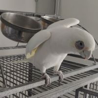 Cacatoès corella