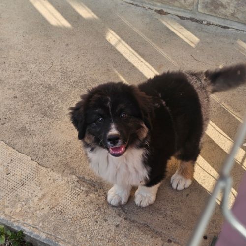 Jeune male berger americain miniature