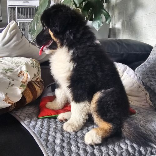 Jeune male berger americain miniature #5