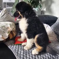Jeune male berger americain miniature #5